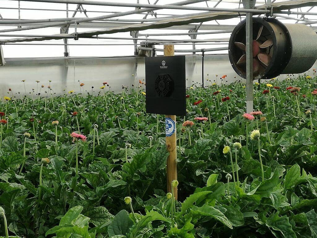 reducir contaminacion electromagnética cultivo Flores Maresme