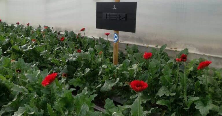 reducir contaminacion electromagnética flores VEEMA